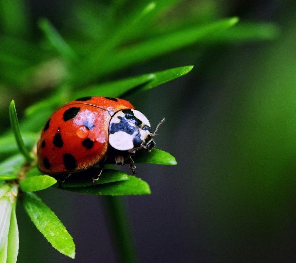 Обои трава, листья, насекомое, пятна, божья коровка, окрас, grass, leaves, insect, spot, ladybug, color разрешение 1920x1280 Загрузить