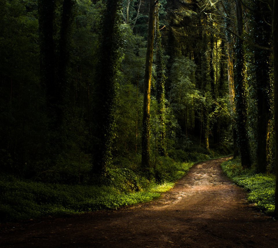 Обои дорога, лес, лето, road, forest, summer разрешение 1920x1080 Загрузить