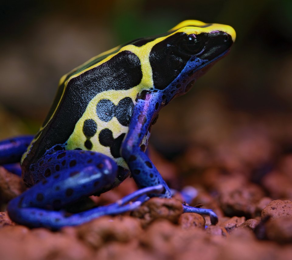 Обои лягушка, расцветка, лягуха, poisonous, frog, colors разрешение 3800x2533 Загрузить