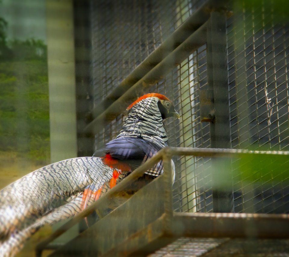 Обои птица, на природе, шри - ланка, thanu, птаха, bird, nature, sri lanka разрешение 2880x1920 Загрузить