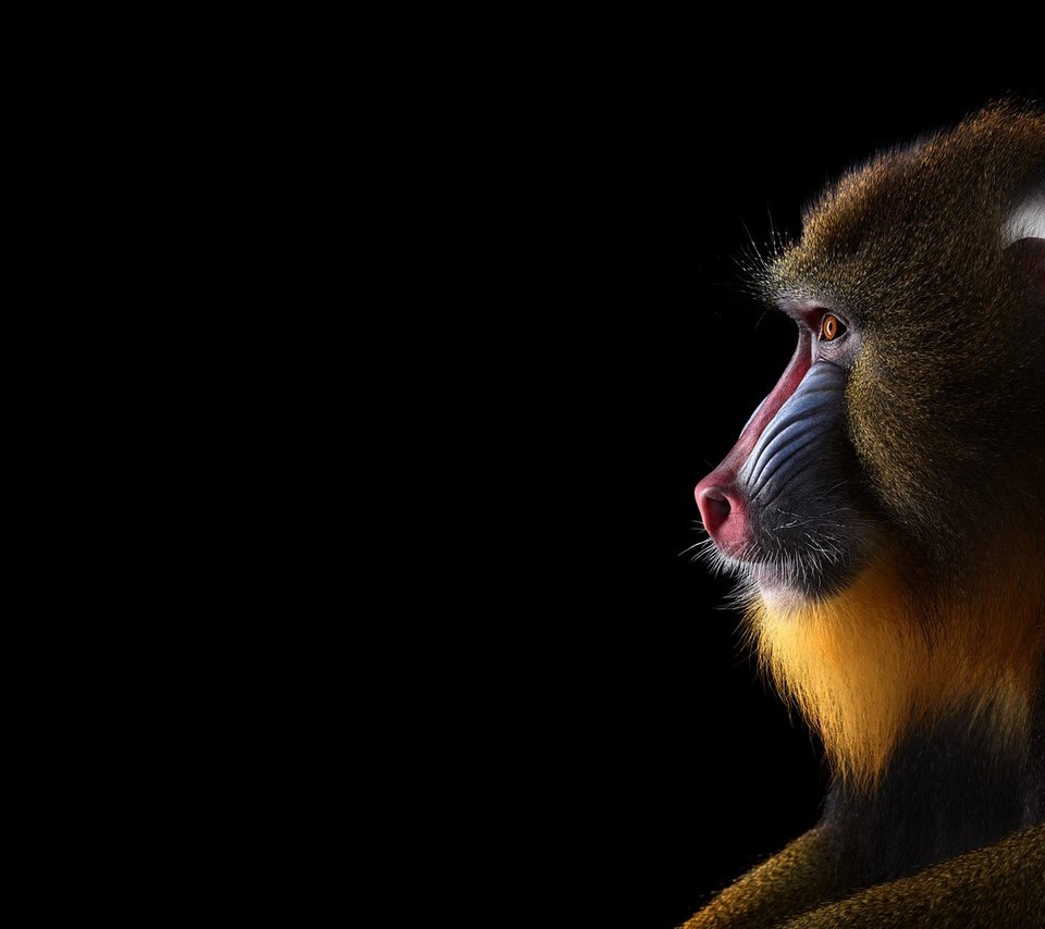 Обои фон, взгляд, обезьяна, мандрил, background, look, monkey, mandrill разрешение 1920x1288 Загрузить