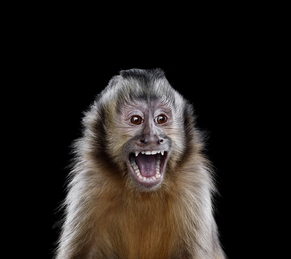Обои фон, взгляд, черный фон, обезьяна, примат, capuchin monkey, капуцин, background, look, black background, monkey, the primacy of разрешение 1920x1288 Загрузить