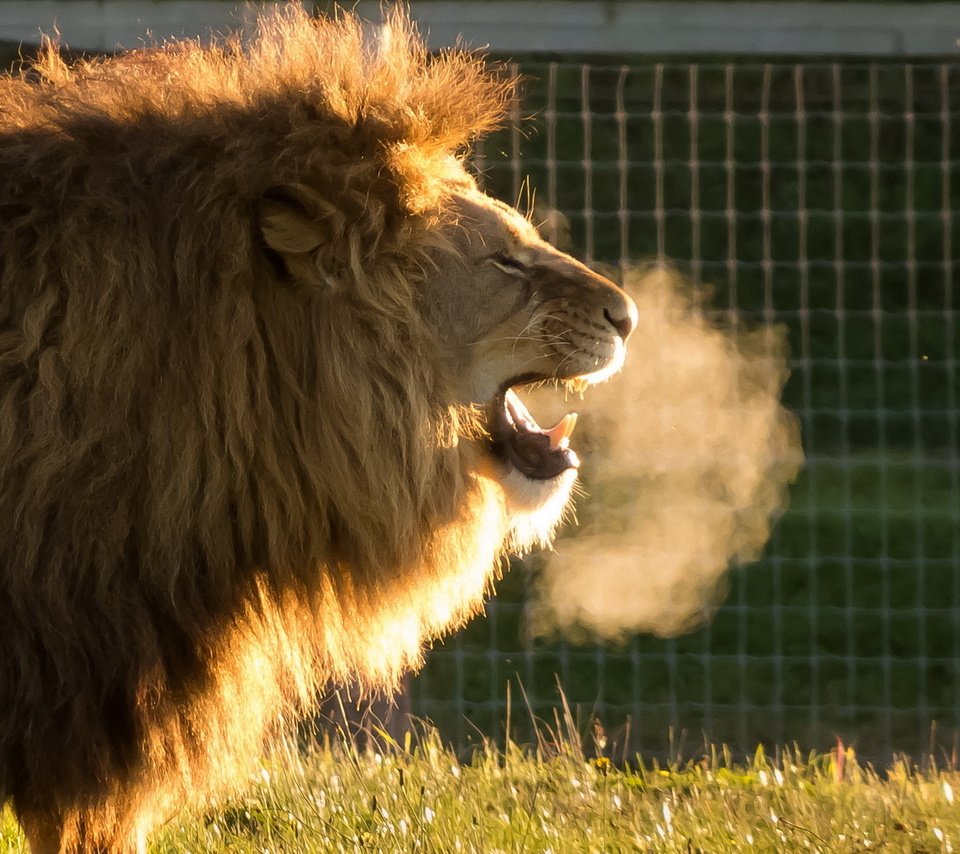 Обои хищник, лев, львёнок, животно е, cold air, yorkshire wildlife park, predator, leo, lion, animals разрешение 1920x1200 Загрузить