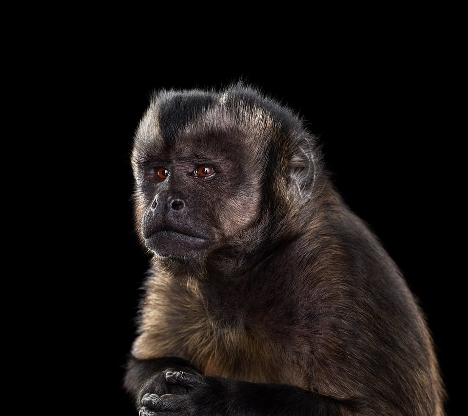 Обои фон, взгляд, черный фон, обезьяна, примат, capuchin monkey, капуцин, background, look, black background, monkey, the primacy of разрешение 1920x1288 Загрузить