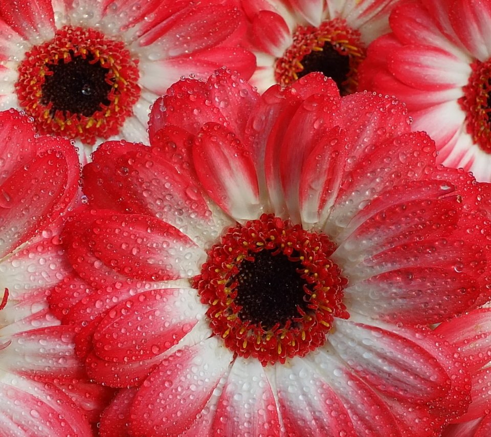 Обои вода, макро, капли, капельки, герберы, gerberas, water, macro, drops, droplets, gerbera разрешение 2048x1536 Загрузить