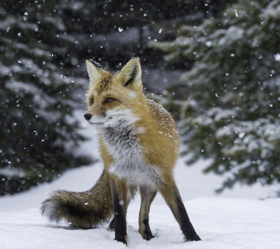 Обои снег, лес, зима, рыжая, лиса, лисица, лис, snow, forest, winter, red, fox разрешение 2048x1363 Загрузить