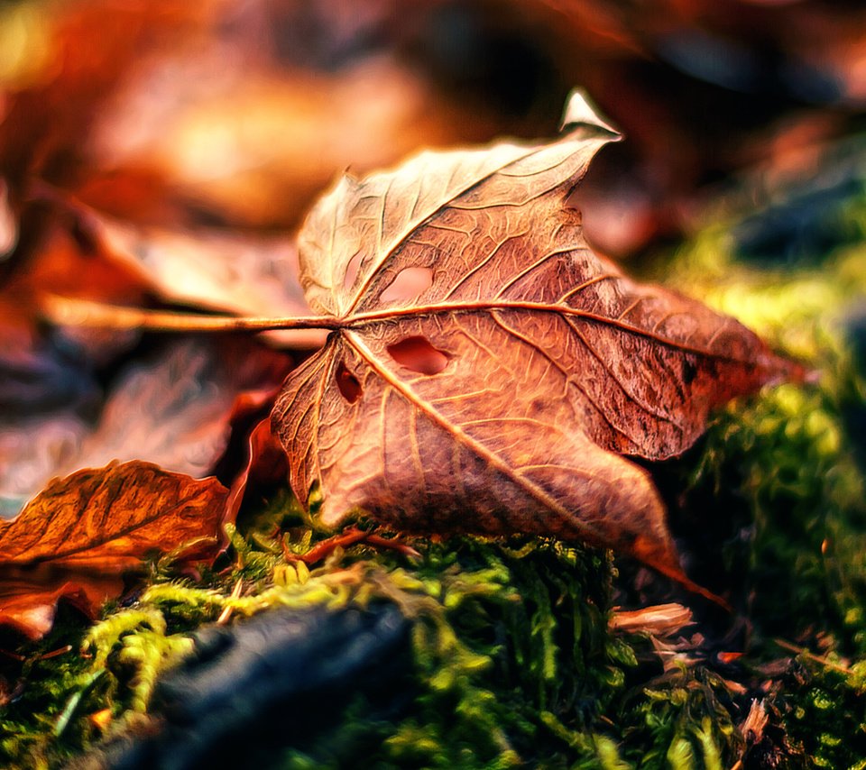 Обои природа, макро, осень, обработка, лист, fading away, nature, macro, autumn, treatment, sheet разрешение 3276x2184 Загрузить
