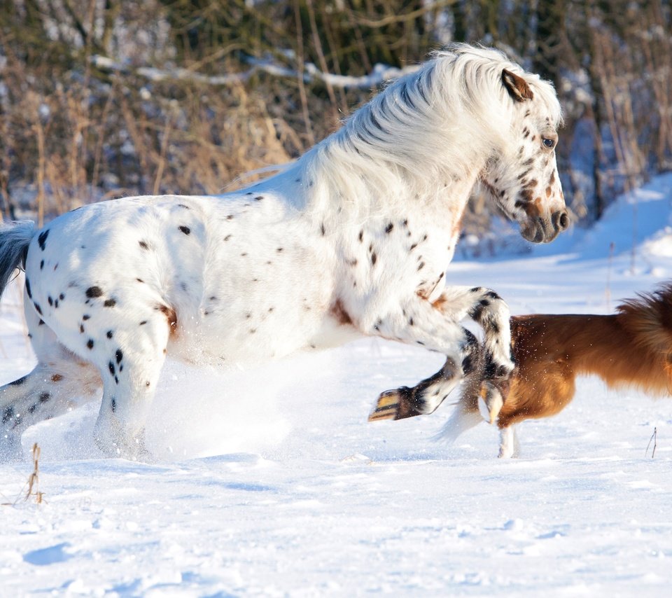 Обои лошадь, снег, природа, зима, собака, конь, бег, бордер-колли, cобака, horse, snow, nature, winter, dog, running, the border collie разрешение 4288x2063 Загрузить