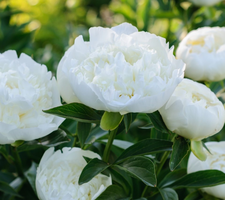 Обои макро, белый, пионы, macro, white, peonies разрешение 3000x1964 Загрузить