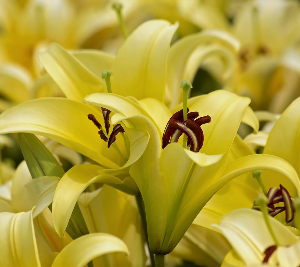 Цветок Лилиана желтая