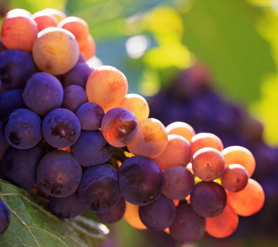 Обои свет, макро, виноград, ягоды, гроздь, light, macro, grapes, berries, bunch разрешение 2048x1365 Загрузить