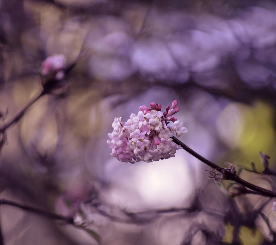 Обои цветение, макро, ветки, весна, цветки, боке, flowering, macro, branches, spring, flowers, bokeh разрешение 2048x1356 Загрузить