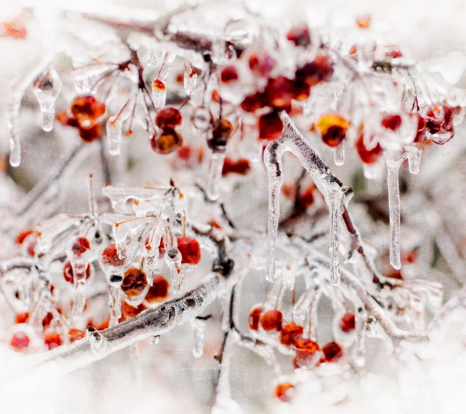 Обои природа, лёд, ягоды, nature, ice, berries разрешение 2560x1707 Загрузить