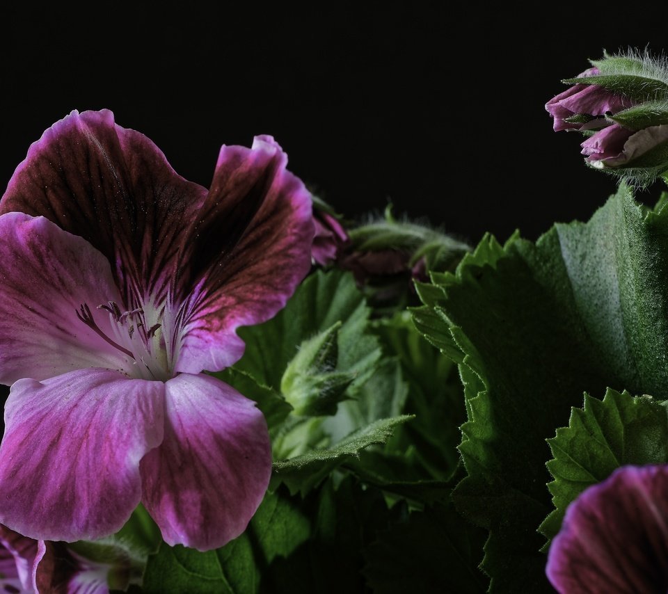 Обои макро, цветок, герань, macro, flower, geranium разрешение 2048x1367 Загрузить