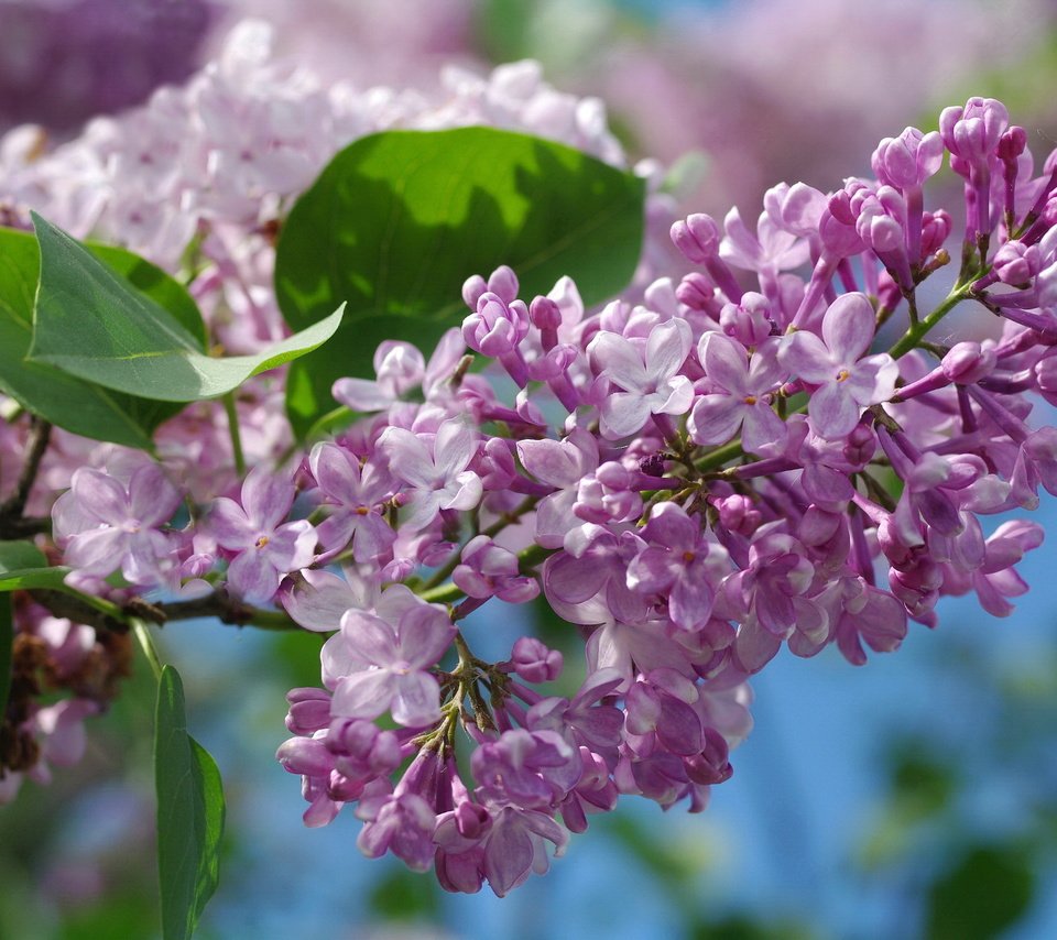 Обои небо, макро, сирень, the sky, macro, lilac разрешение 2232x1484 Загрузить