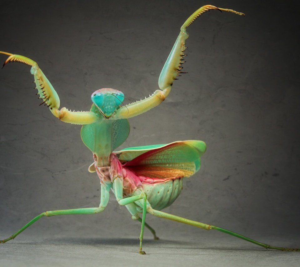 Обои зелёный, макро, насекомое, крылья, усики, богомол, лапки, green, macro, insect, wings, antennae, mantis, legs разрешение 4374x2877 Загрузить