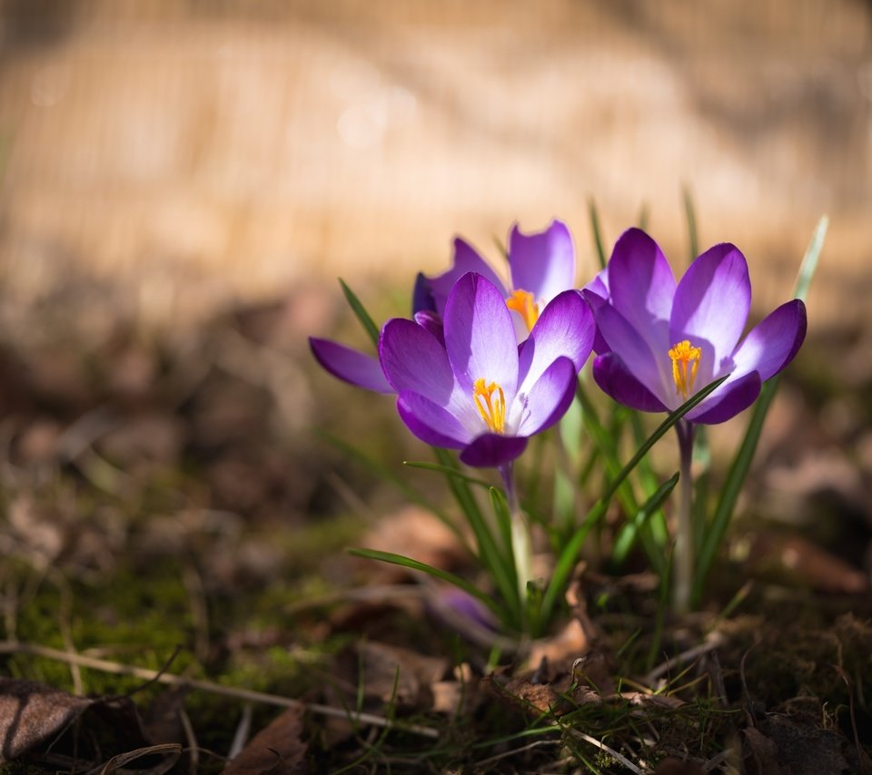 Обои весна, крокус, шафран, spring, krokus, saffron разрешение 3000x2003 Загрузить