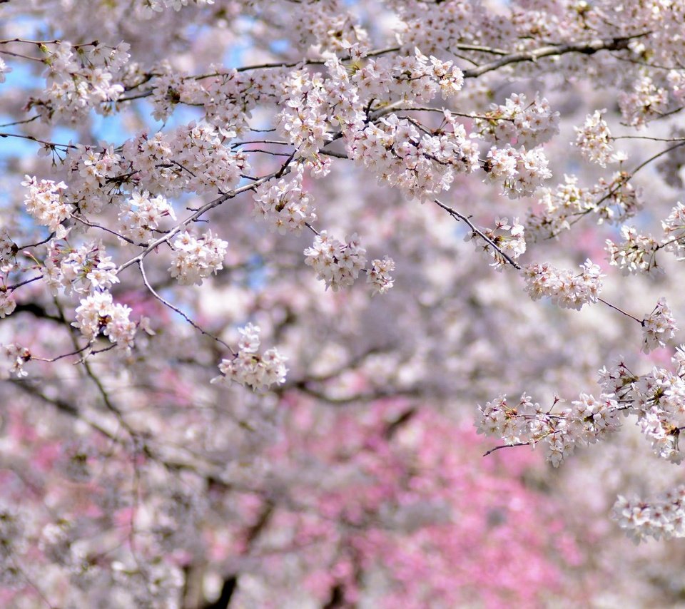 Обои деревья, цветение, весна, вишня, сакура, trees, flowering, spring, cherry, sakura разрешение 2048x1356 Загрузить