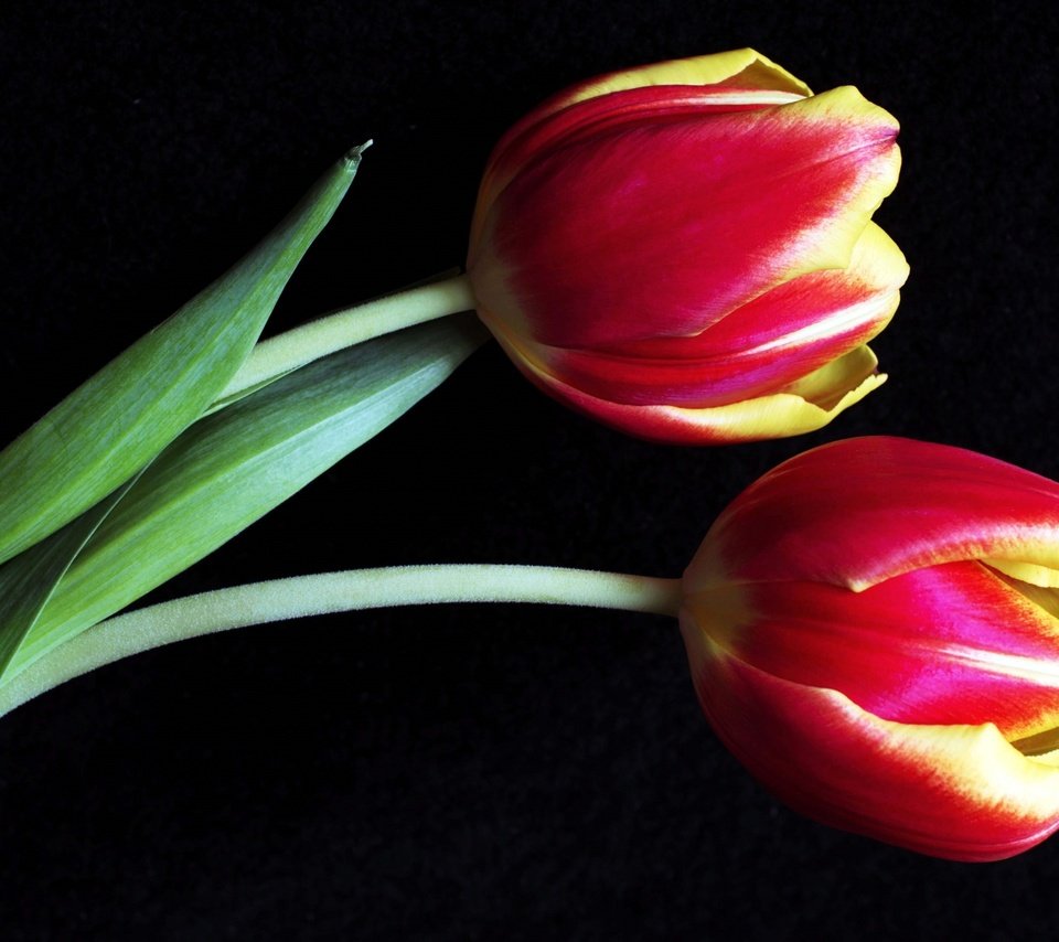 Обои бутоны, макро, тюльпаны, buds, macro, tulips разрешение 3000x1838 Загрузить