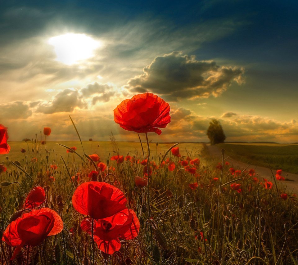 Обои цветы, облака, природа, поле, лучи солнца, горизонт, маки, flowers, clouds, nature, field, the rays of the sun, horizon, maki разрешение 1920x1200 Загрузить