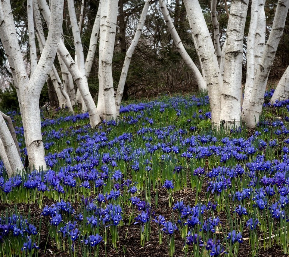 Обои цветы, деревья, природа, растения, весна, flowers, trees, nature, plants, spring разрешение 1920x1220 Загрузить