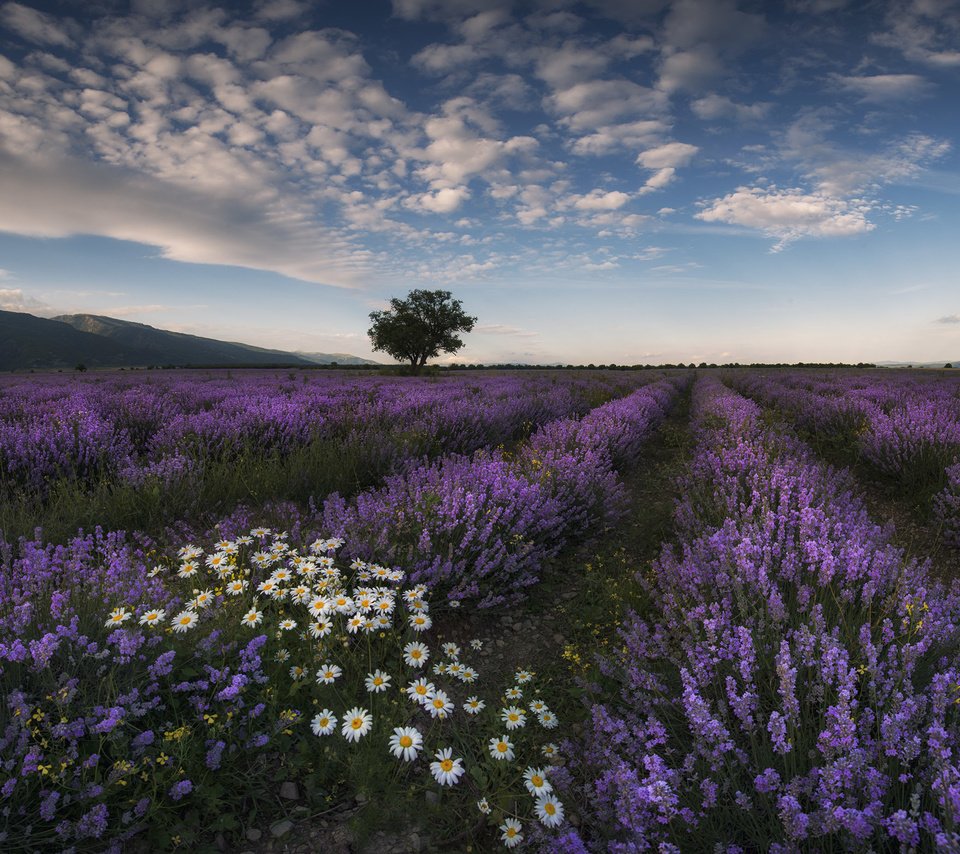 Обои цветы, природа, поле, лаванда, лето, луг, ромашки, flowers, nature, field, lavender, summer, meadow, chamomile разрешение 2048x1566 Загрузить