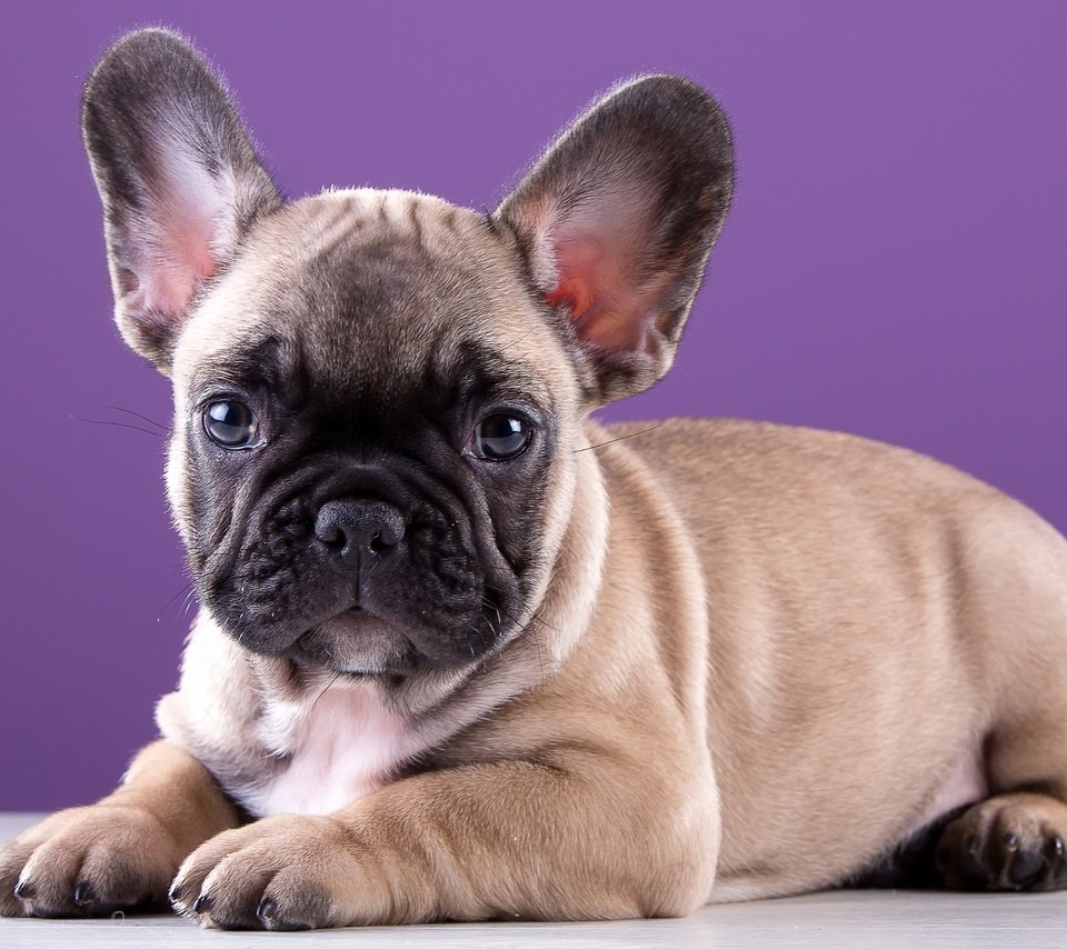 Обои щенок, порода, милый, французский бульдог, puppy, breed, cute, french bulldog разрешение 3000x1959 Загрузить