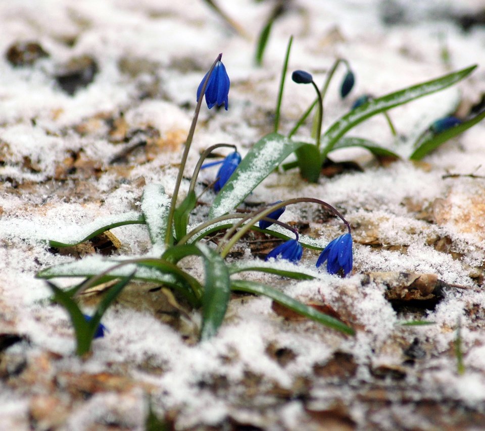 Обои цветы, снег, растения, лес, весна, март, пролески, flowers, snow, plants, forest, spring, march, scilla разрешение 3008x2000 Загрузить