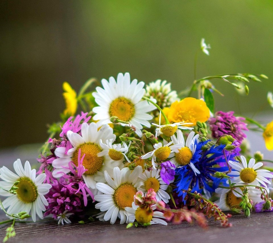 Обои цветы, ромашки, букет, полевые, flowers, chamomile, bouquet, field разрешение 1920x1080 Загрузить