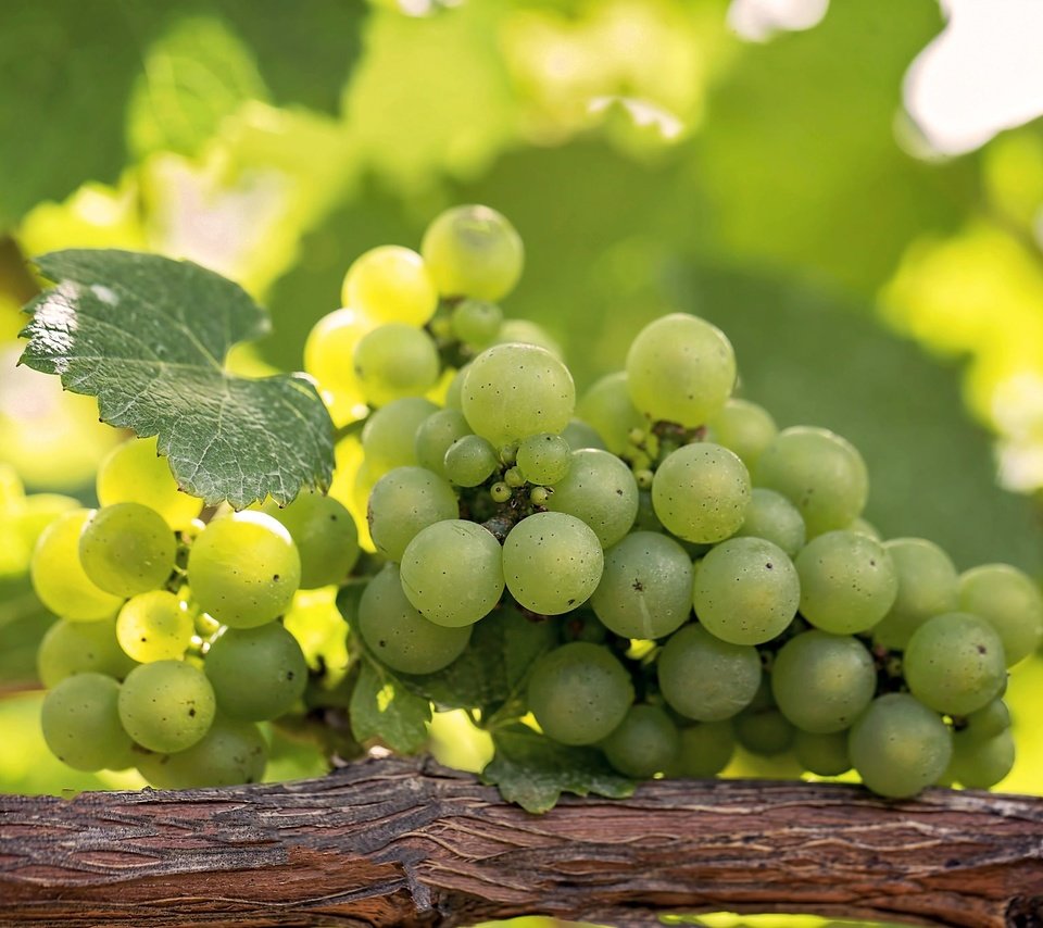 Обои зелёный, виноград, лоза, гроздь, green, grapes, vine, bunch разрешение 2048x1365 Загрузить