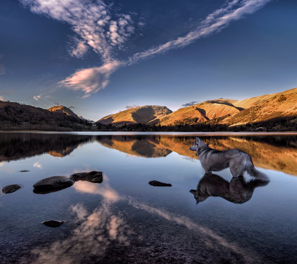 Обои озеро, grasmere lake, горы, отражение, собака, англия, хаски, озеро грасмир, камбрия, lake, mountains, reflection, dog, england, husky, lake grasmere, cumbria разрешение 2048x1366 Загрузить