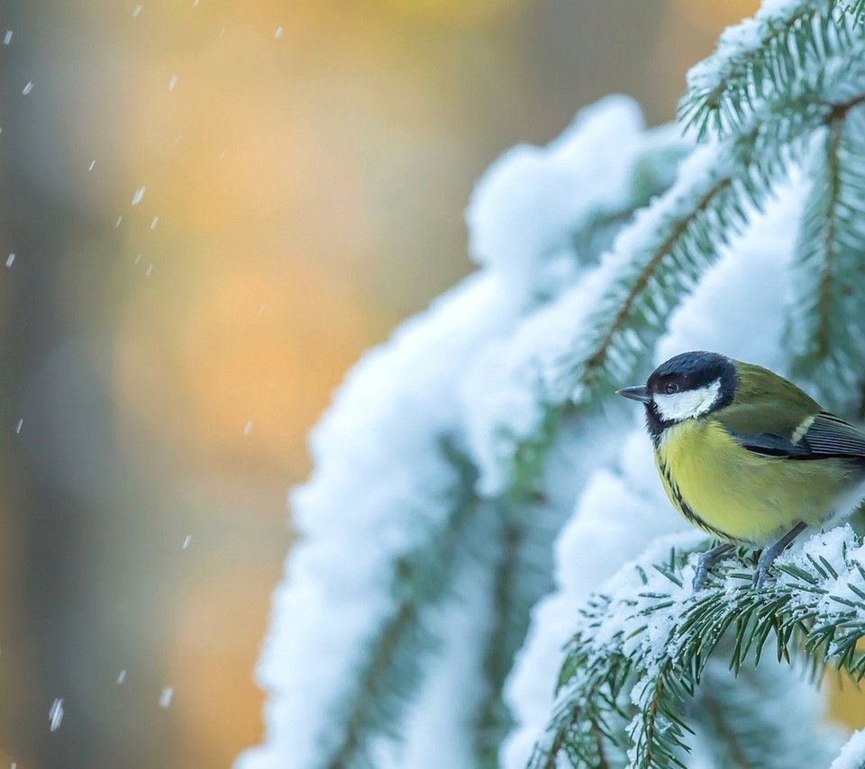 Обои снег, дерево, зима, птица, ель, синица, еловая ветка, snow, tree, winter, bird, spruce, tit, spruce branch разрешение 1920x1170 Загрузить