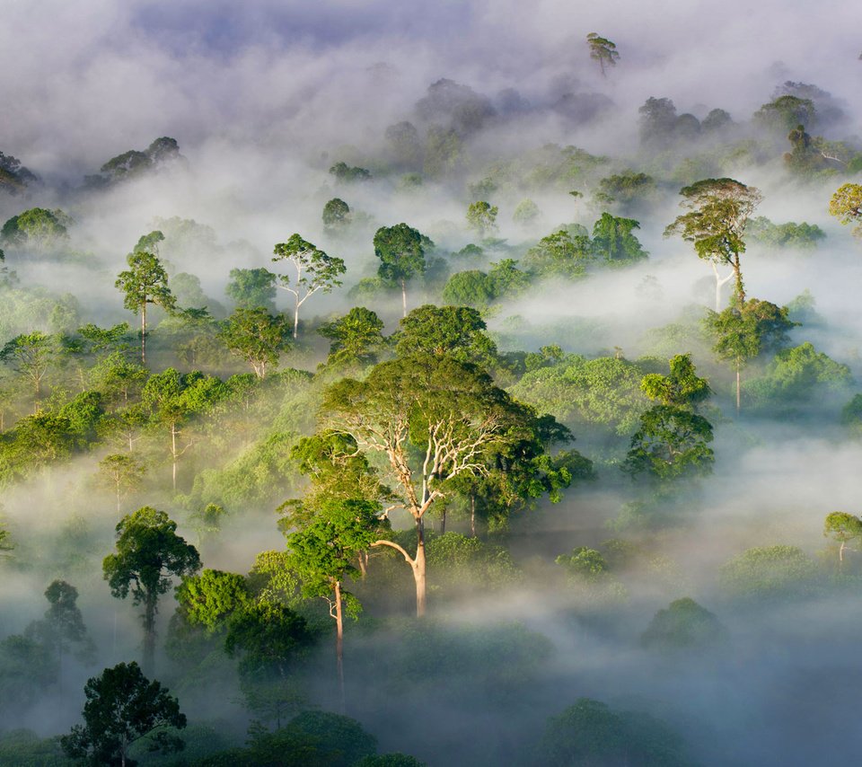 Обои деревья, лес, туман, малайзия, штат сабах, trees, forest, fog, malaysia, sabah разрешение 1920x1200 Загрузить