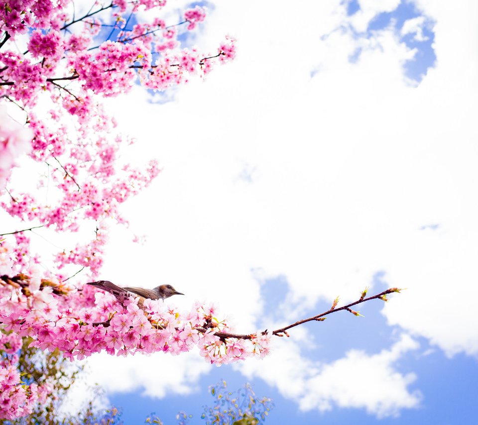 Обои небо, облака, цветение, ветки, лепестки, птица, весна, сакура, the sky, clouds, flowering, branches, petals, bird, spring, sakura разрешение 2048x1357 Загрузить