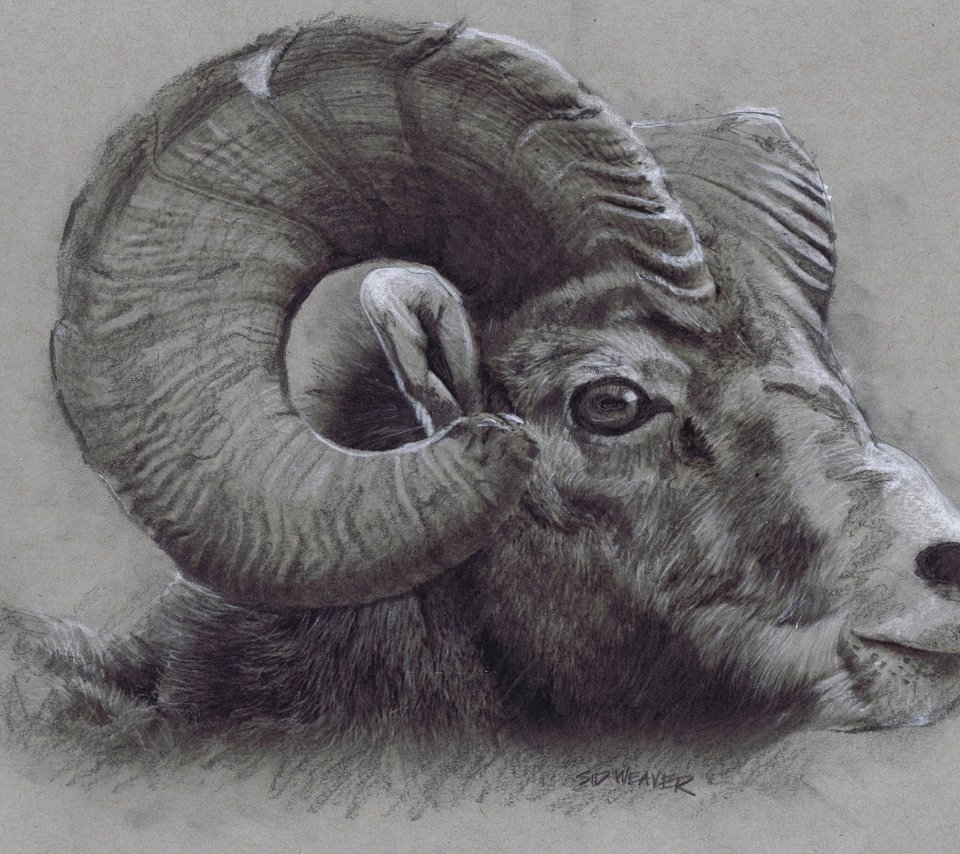 Обои рисунок, рога, рисование, голова, башка, bighorn ram, figure, horns, drawing, head разрешение 2880x2212 Загрузить