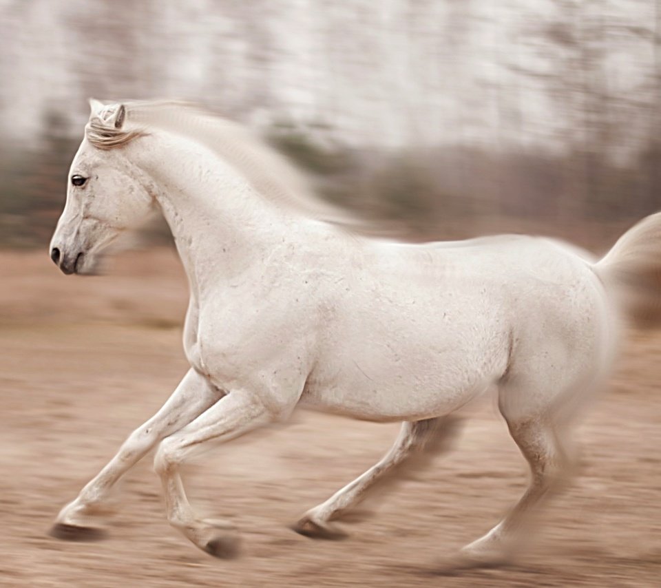 Обои лошадь, природа, конь, бег, horse, nature, running разрешение 2460x1553 Загрузить