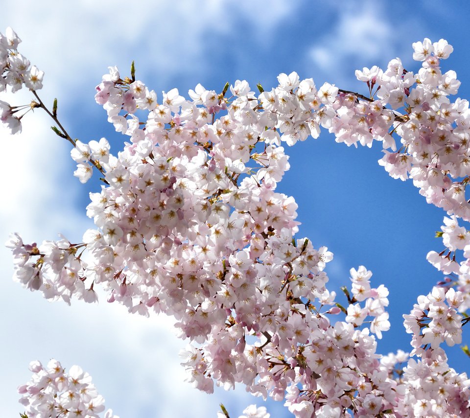 Обои небо, облака, цветение, ветки, весна, вишня, сакура, the sky, clouds, flowering, branches, spring, cherry, sakura разрешение 2400x1600 Загрузить