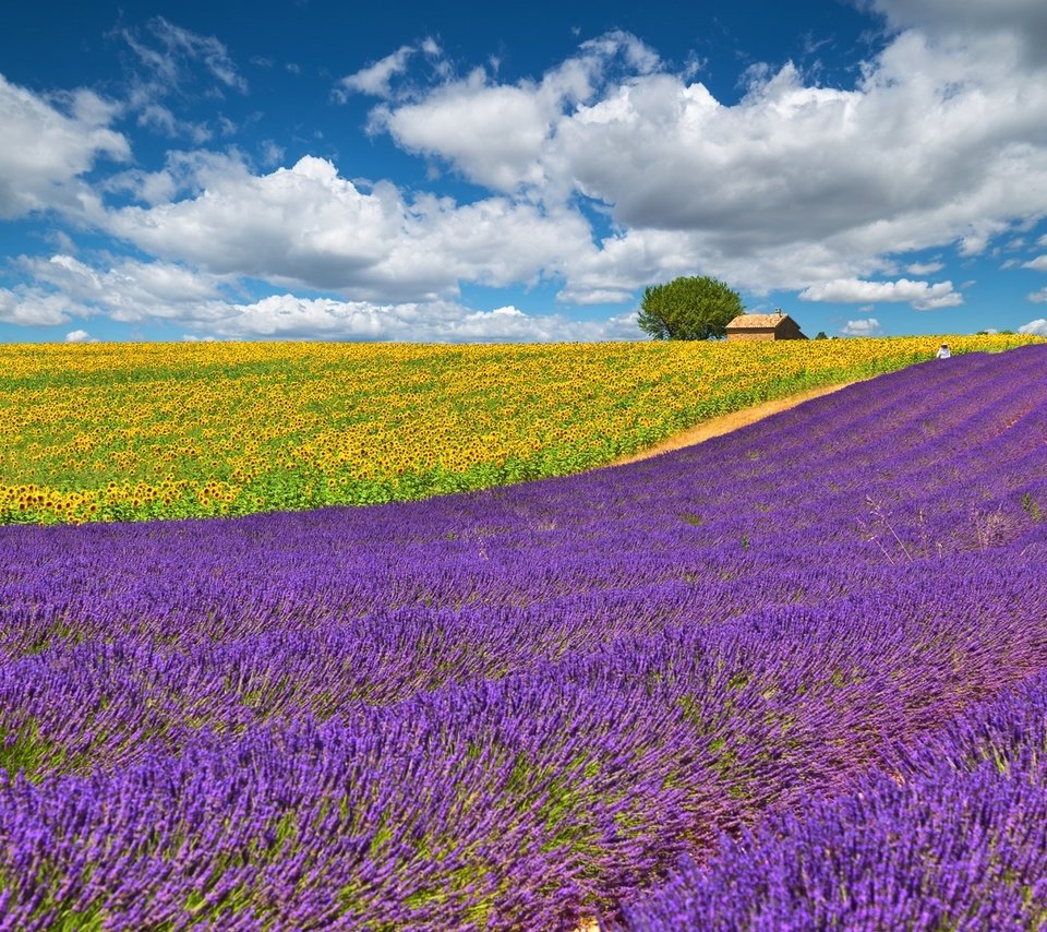 Обои небо, облака, желтый, поле, лаванда, подсолнухи, сиреневый, the sky, clouds, yellow, field, lavender, sunflowers, lilac разрешение 2000x1278 Загрузить