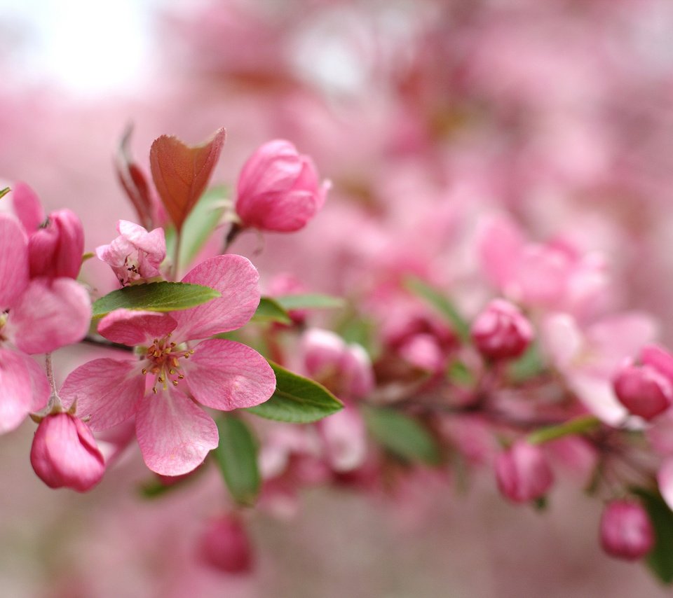 Обои цветы, ветка, цветение, размытость, весна, розовый, flowers, branch, flowering, blur, spring, pink разрешение 2048x1363 Загрузить