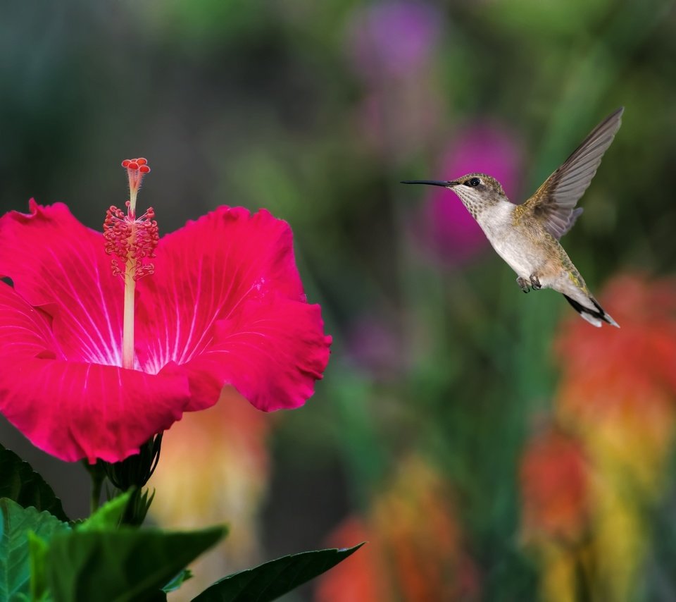 Обои полет, птичка, колибри, гибискус, flight, bird, hummingbird, hibiscus разрешение 2048x1365 Загрузить