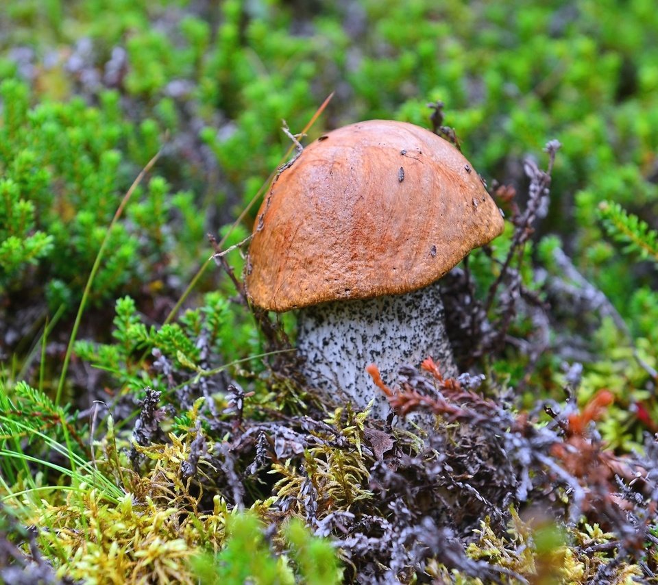 Обои гриб, мох, подосиновик, mushroom, moss, boletus разрешение 2048x1367 Загрузить