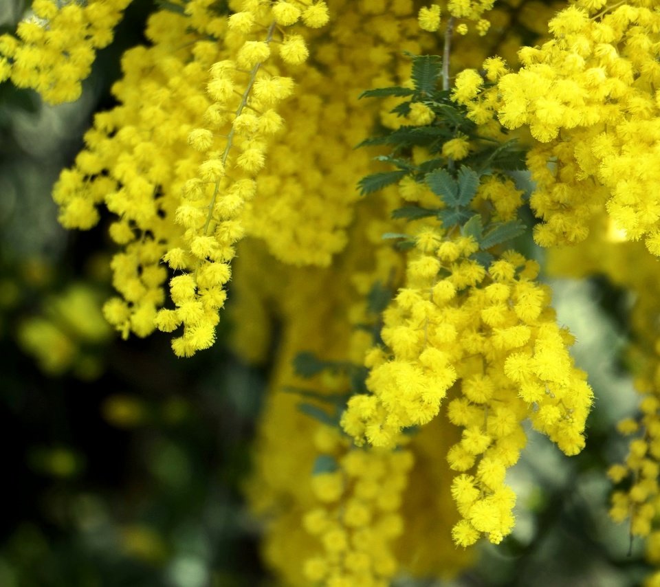 Обои желтый, макро, пушистый, весна, мимоза, yellow, macro, fluffy, spring, mimosa разрешение 2048x1361 Загрузить