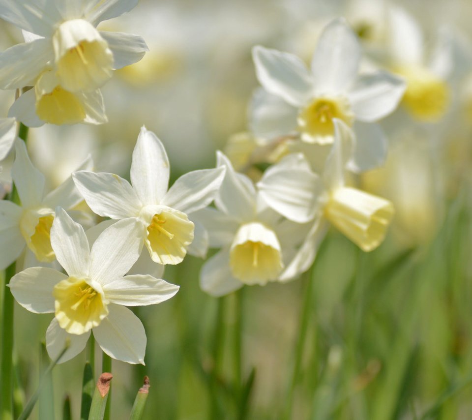 Обои макро, весна, нарциссы, macro, spring, daffodils разрешение 2048x1356 Загрузить