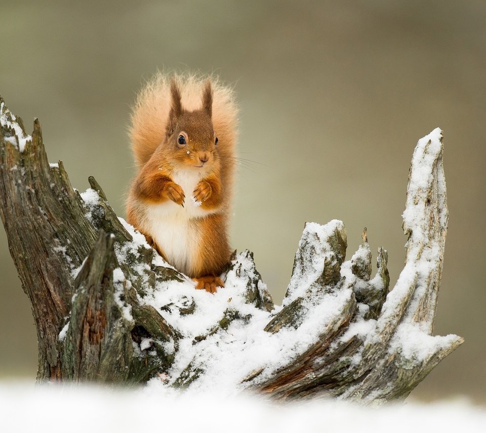 Обои зима, белка, рыжий, зверек, коряга, хвост, winter, protein, red, animal, snag, tail разрешение 2048x1309 Загрузить