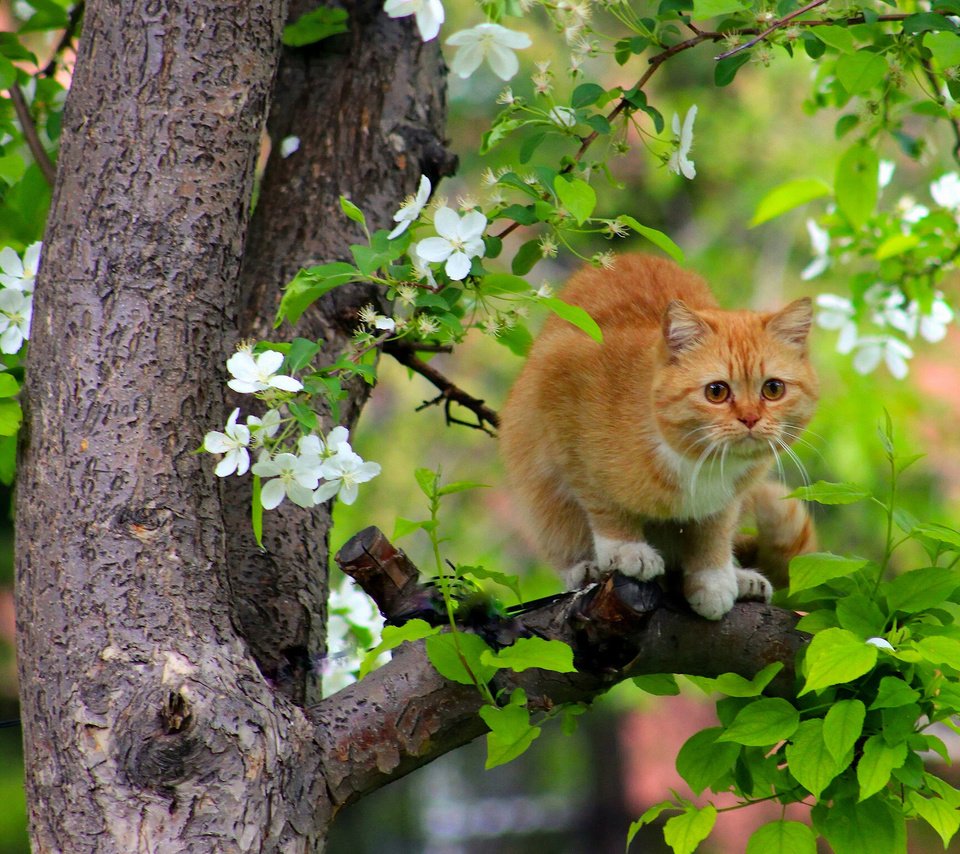 Обои дерево, цветение, кот, кошка, рыжая, весна, tree, flowering, cat, red, spring разрешение 1920x1441 Загрузить