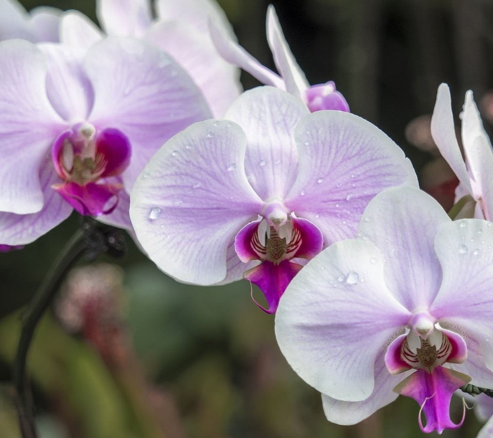 Обои макро, розовый, нежность, орхидея, macro, pink, tenderness, orchid разрешение 2048x1334 Загрузить