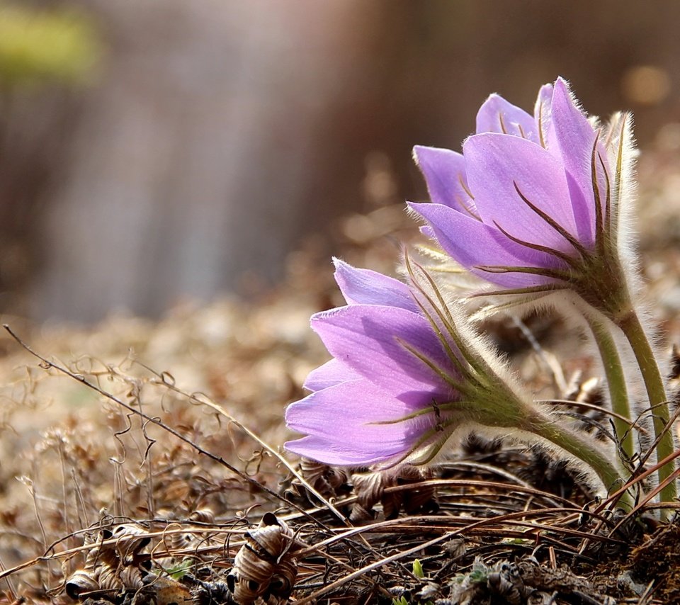 Обои весна, нежность, анемоны, сон-трава, прострел, spring, tenderness, anemones, sleep-grass, cross разрешение 1920x1236 Загрузить