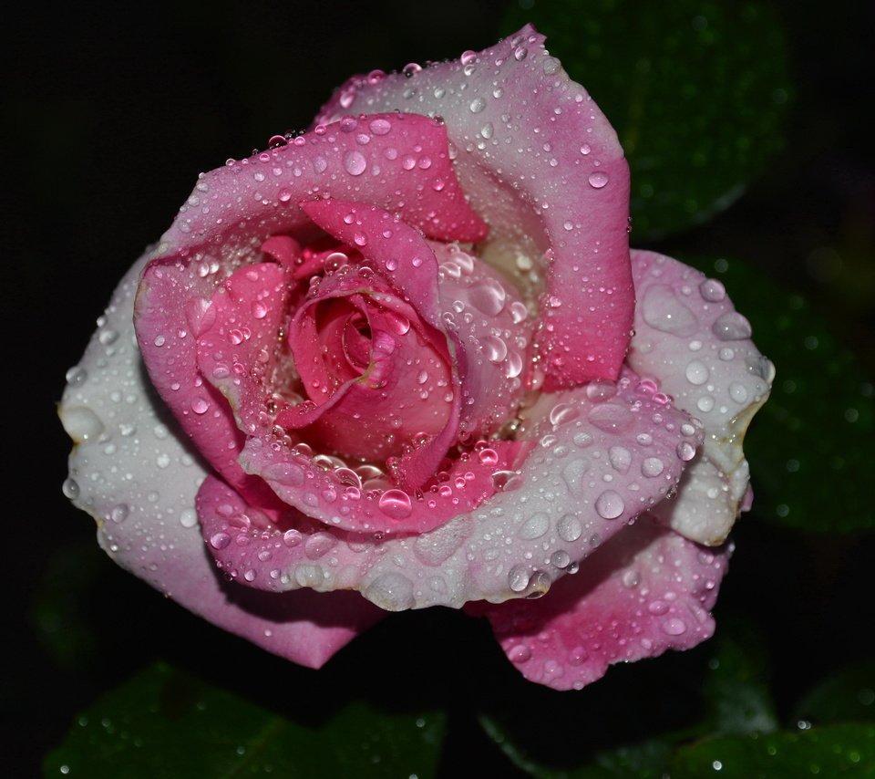 Обои капли, роза, дождь, drops, rose, rain разрешение 5272x3488 Загрузить