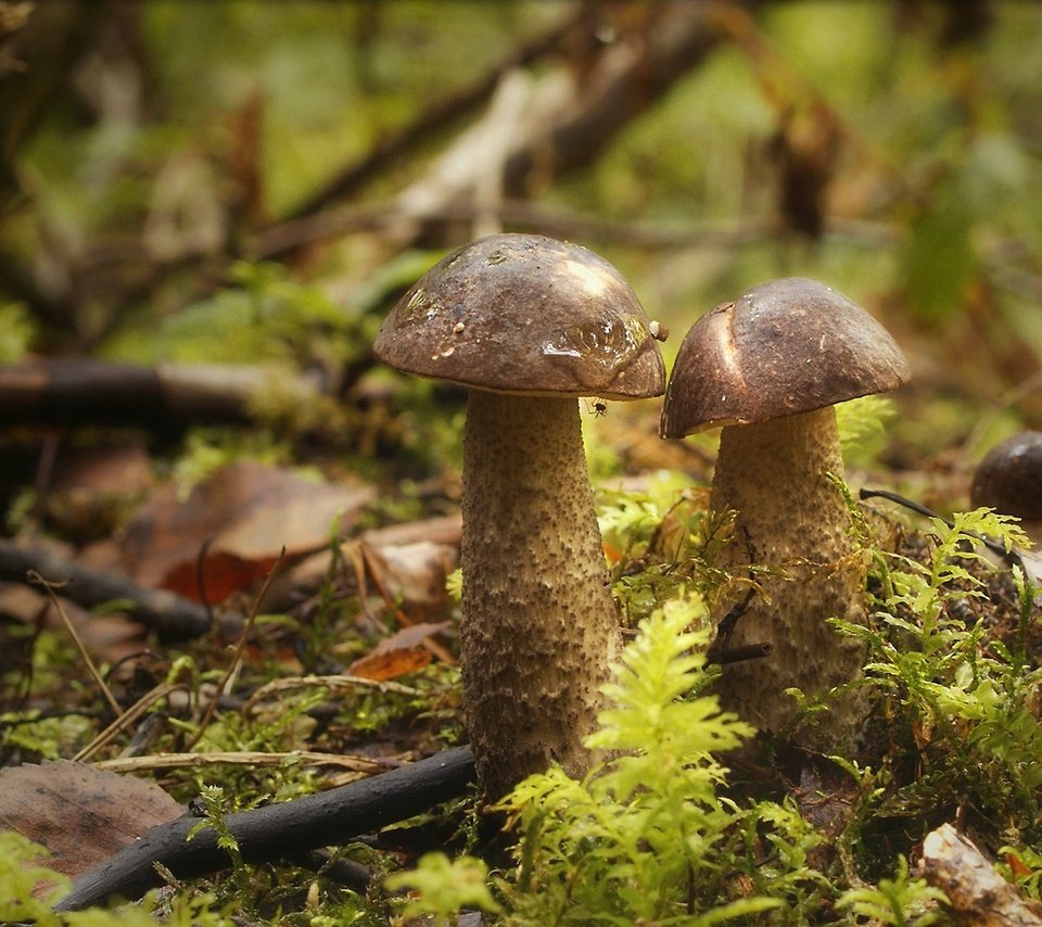 Обои лес, грибы, паучок, forest, mushrooms, spider разрешение 1960x1086 Загрузить