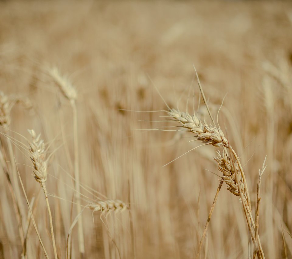 Обои природа, поле, пшеница, колоски, много, nature, field, wheat, spikelets, a lot разрешение 2048x1357 Загрузить